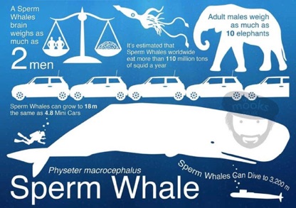 Whale Infographic