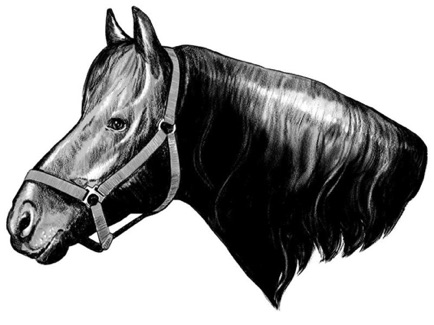 Horses Head Pencil Sketch