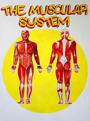 The Muscle System
Mural