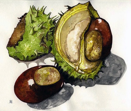Conkers Watercolour